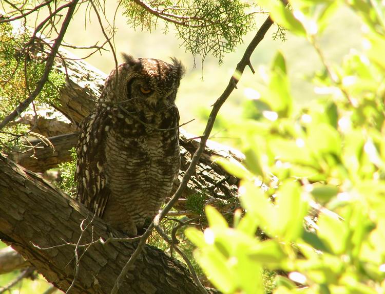 Spotted Eagle-Owl Bubo africanus