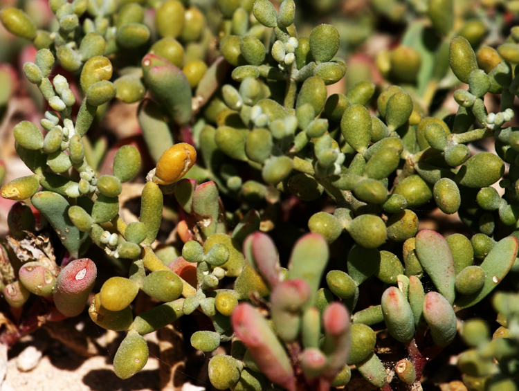 Desert plants