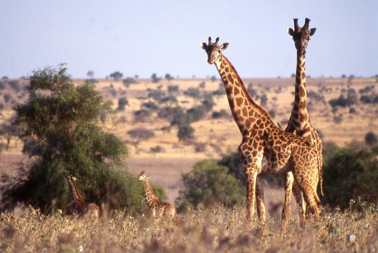 Giraff family