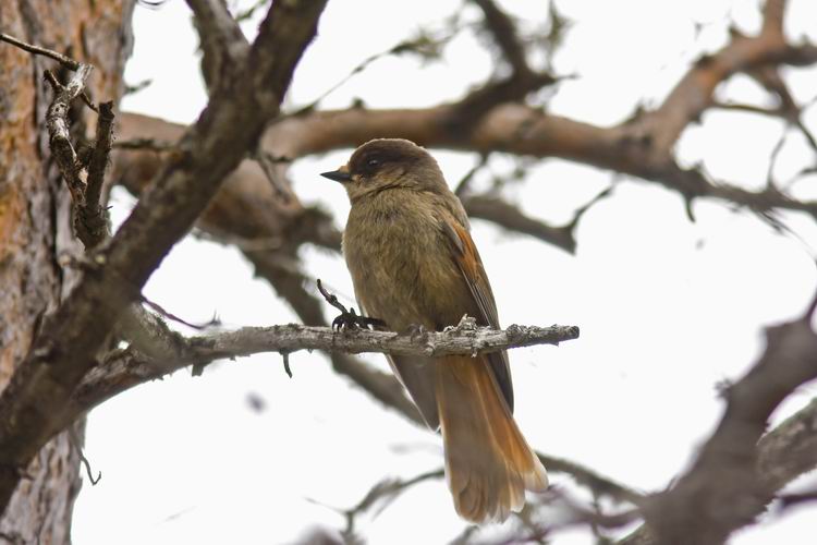 Siberian Jay (Lavskrika) Perisoreus infaustes