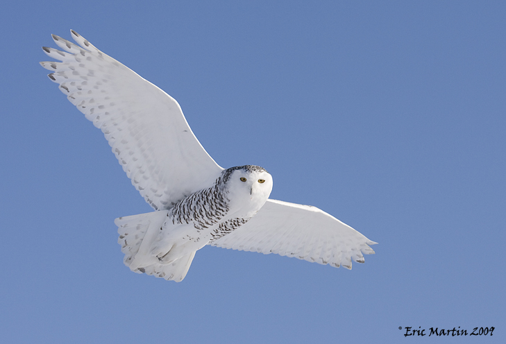 Harfang des Neiges / Snowy Owl