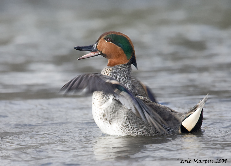 Sarcelle dHiver / Green-winged Teal