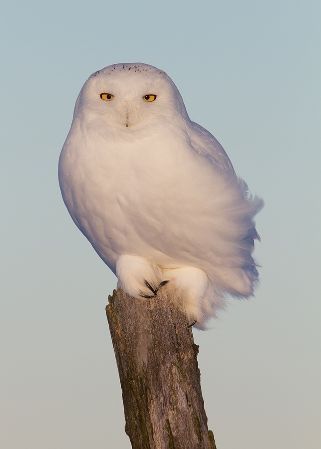 Harfang des Neiges Mle / Snowy Owl Male    IMG_5559