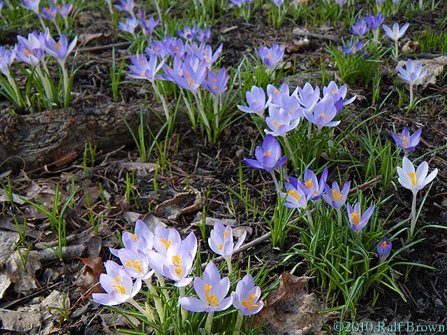 2010-03-11 Spring!