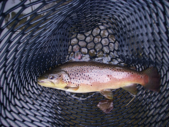 Nice healthy female brown 51.jpg