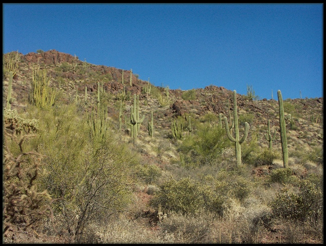 Organ Pipe and Saguaro Field