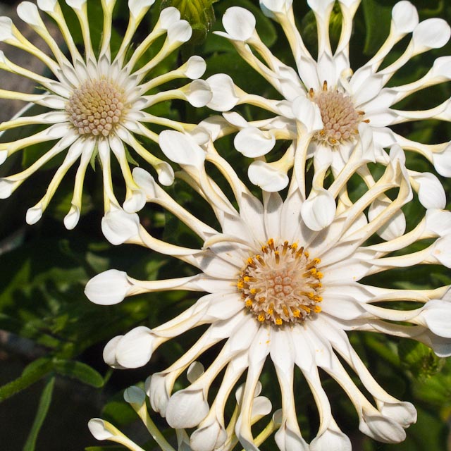 African Daisy