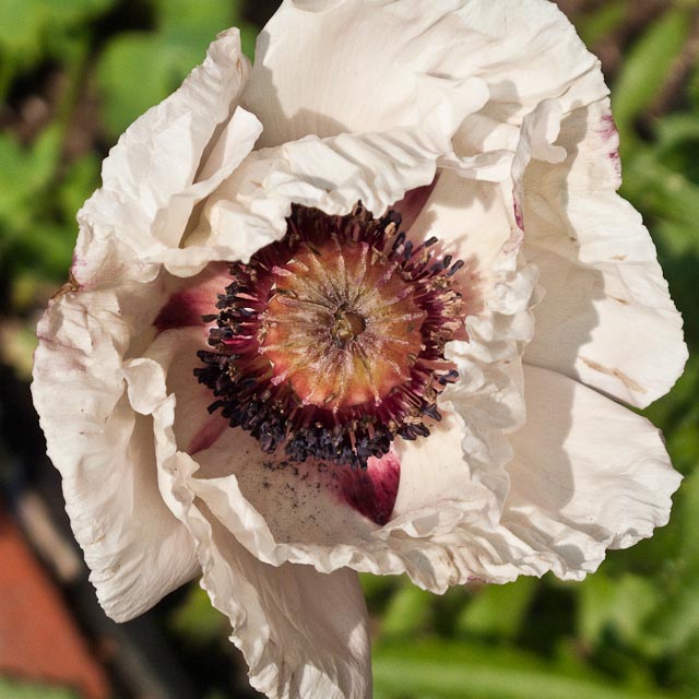 White Poppy