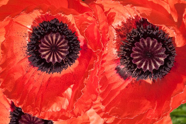 Scarlet Poppy