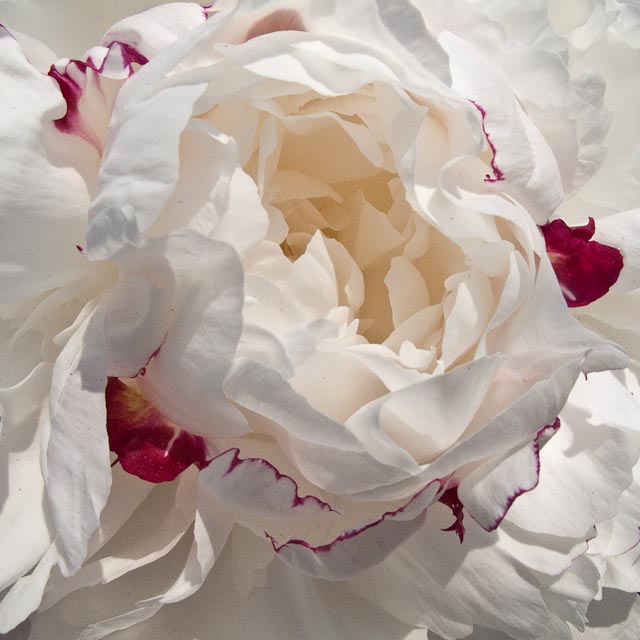 Peony