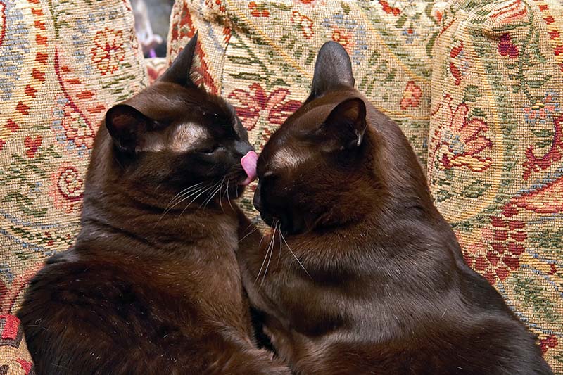 Cat Care