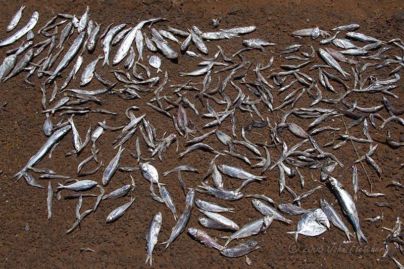 Fish Drying in the Sun