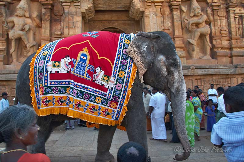 Elephant Greeting Visitors