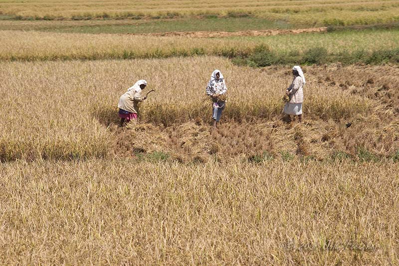 Harvesting Rice