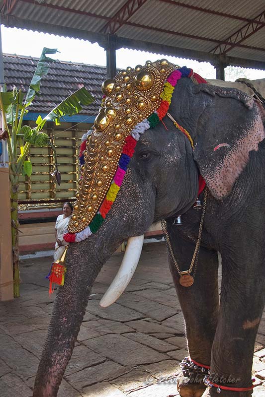 Caparisoned Elephant