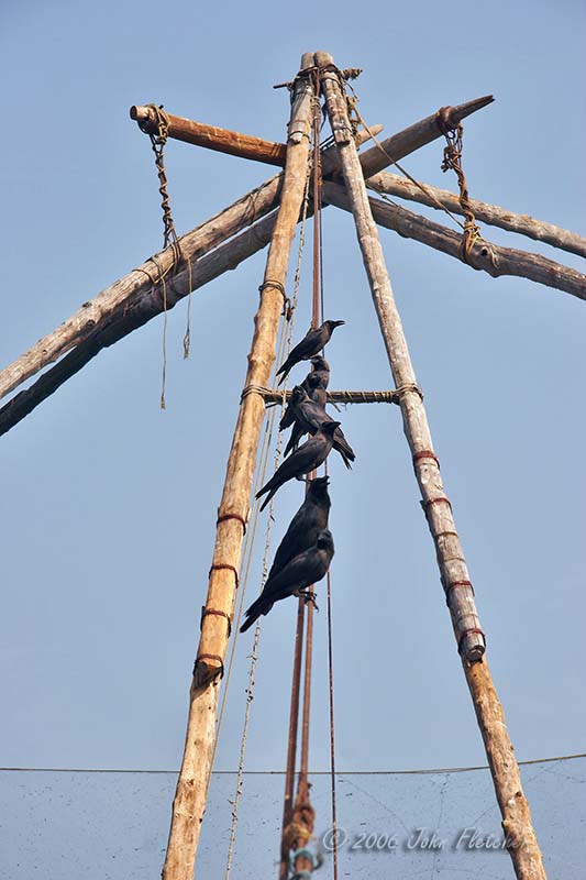 Crows