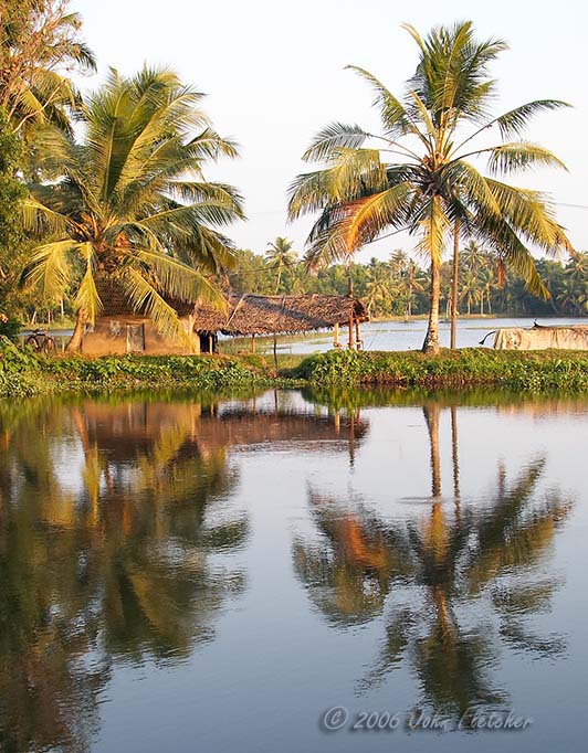 Reflection in a Rice Paddy