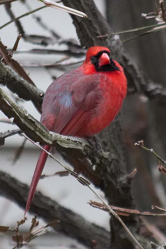 Cardinal II