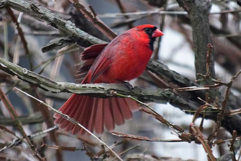 Cardinal III