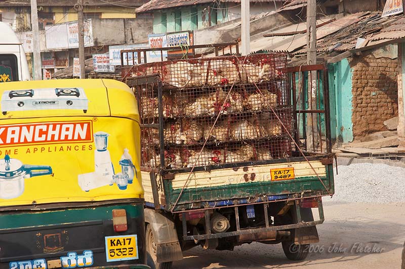 Chicken Delivery