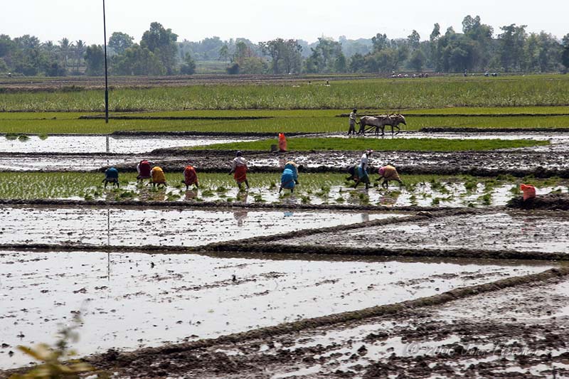 Planting Rice