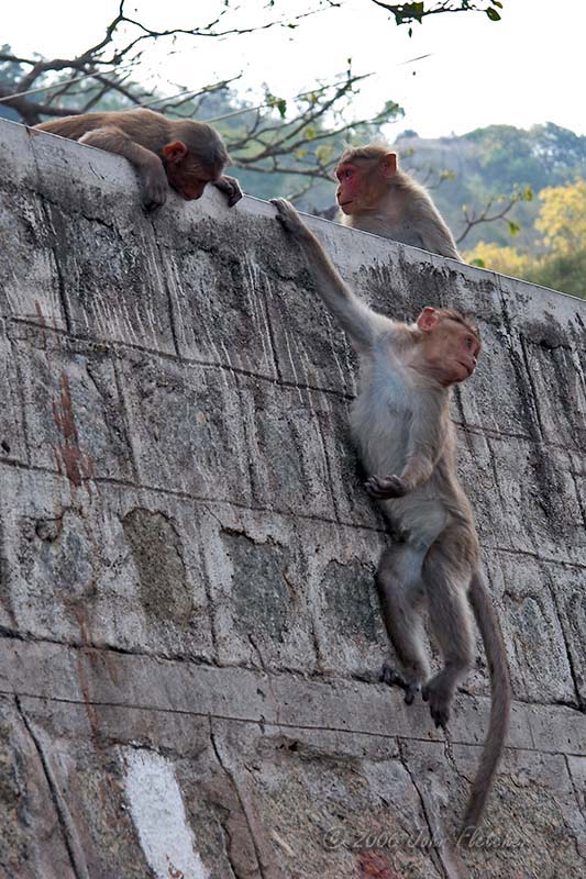 Monkeys I