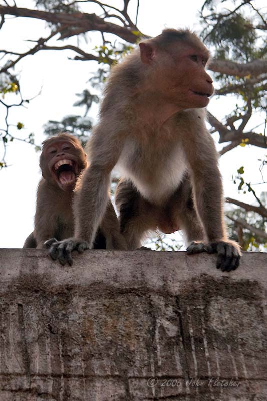 Angry Monkey