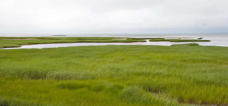 Brewster Marshes