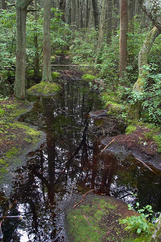 White Cedar Swamp 1