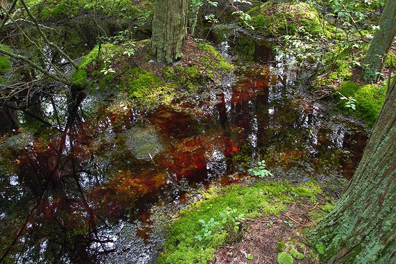 White Cedar Swamp 2