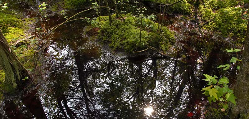 White Cedar Swamp 4