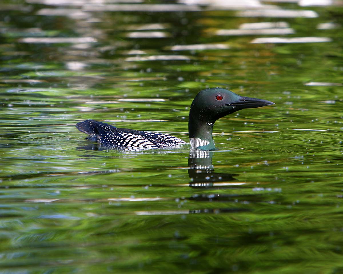 Loon3877.jpg