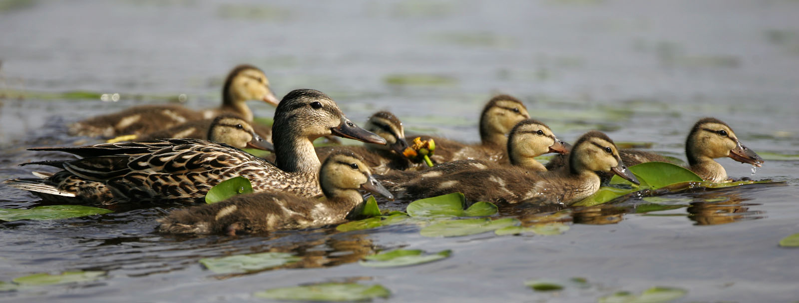 Mallard Menagerie