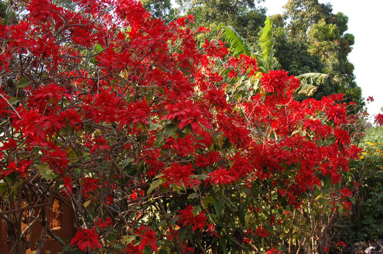 Poinsettia