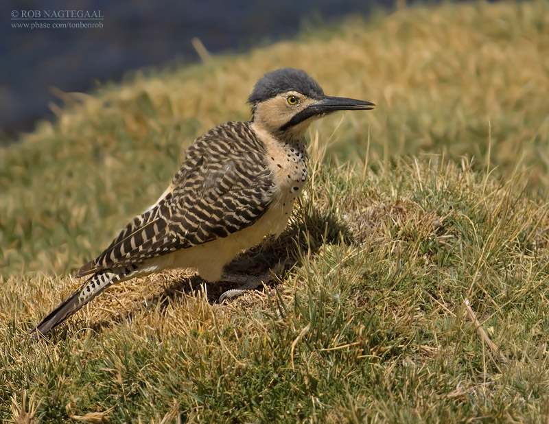 Andesgrondspecht - Andean Flicker - Colaptes rupicola