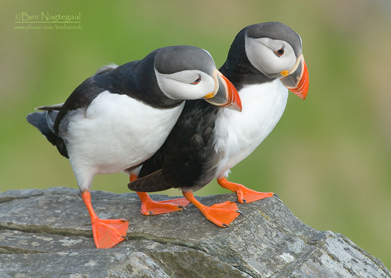 Papagaaiduiker - Puffin - Fratercula arctica