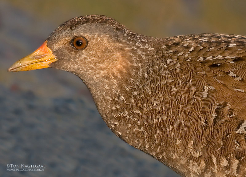 Porseleinhoen - Spotted cracke - Porzana porzana