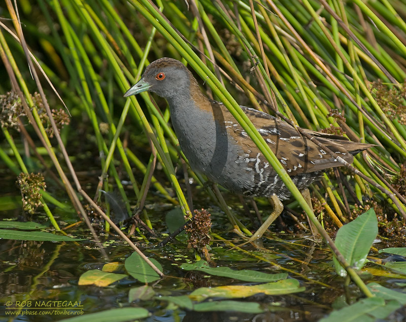 Kleinst Waterhoen - Baillons Crake - Porzana pusilla