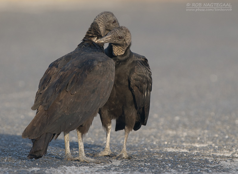 Zwarte Gier - Black Vulture - Coragyps atratus