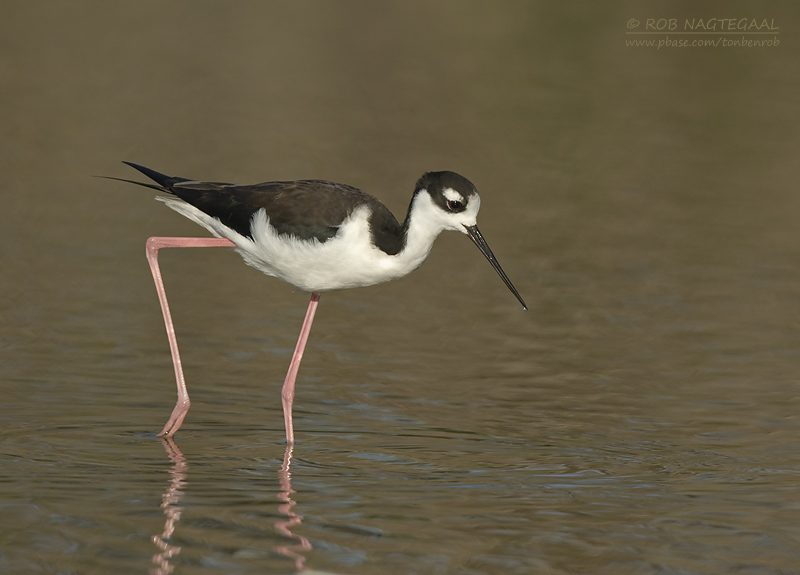 Amerikaanse Steltkluut - Black-necked Stilt - Himantopus mexicanus