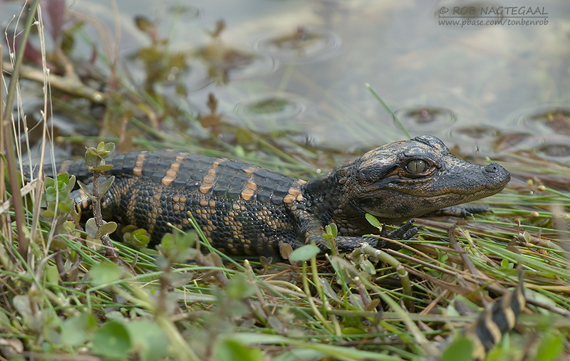 Amerikaanse alligator - American Alligator - Alligator mississippiensis