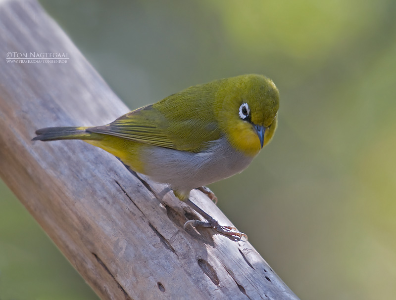 Swinhoes brilvogel - Swinhoes White-eye - Zosterops simplex