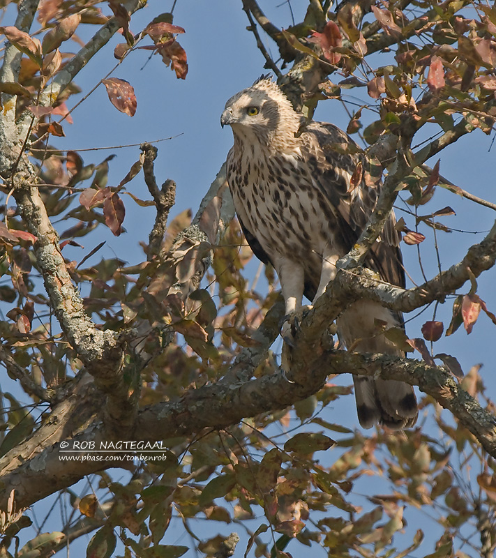 Indische Kuifarend - Changeable Hawk-Eagle - Spizaetus cirrhatus