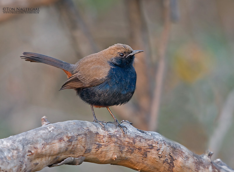 Indische Paapje - Indian Robin - Saxicoloides fulicata