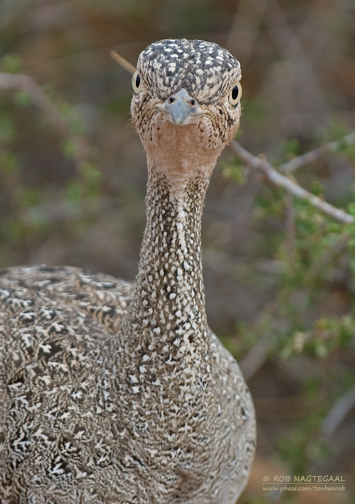 Ethiopische Kuiftrap - Buff-crested Bustard - Eupodotis gindiana