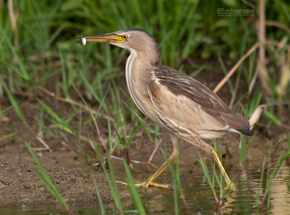 Woudaap - Little Bittern - Ixobrychus minutus