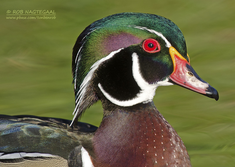 Carolina-eend - Wood duck - Aix sponsa