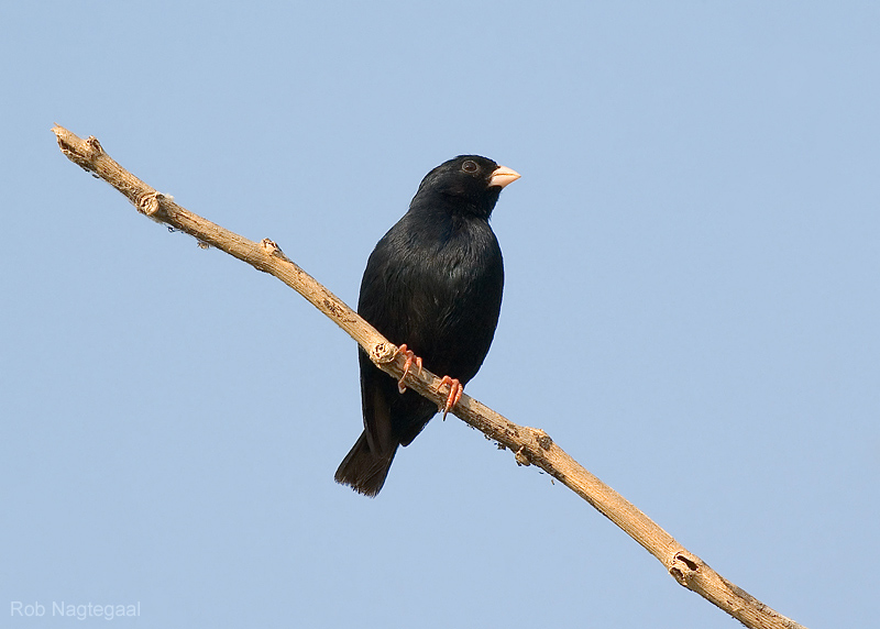 Staalvink - Village Indigobird - Vidua chalybeata