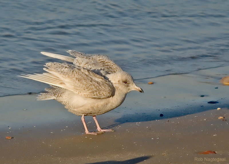 Kleine Burgemeester - Iceland Gull - Larus glaucoides