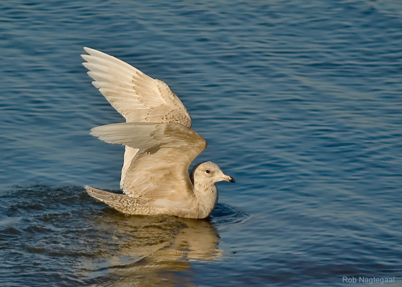 Kleine Burgemeester - Iceland Gull - Larus glaucoides